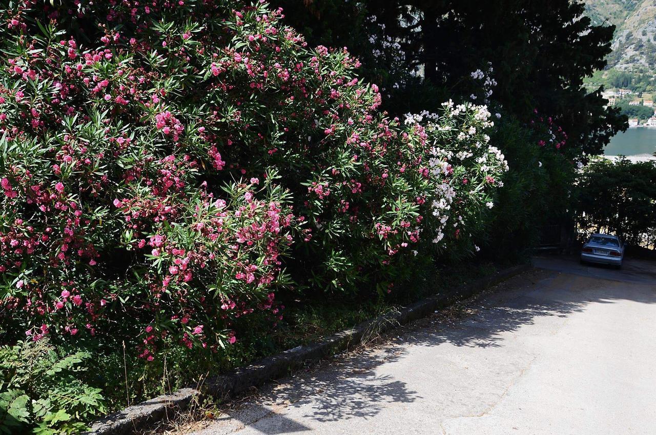 Apartment Garden Cattaro Esterno foto